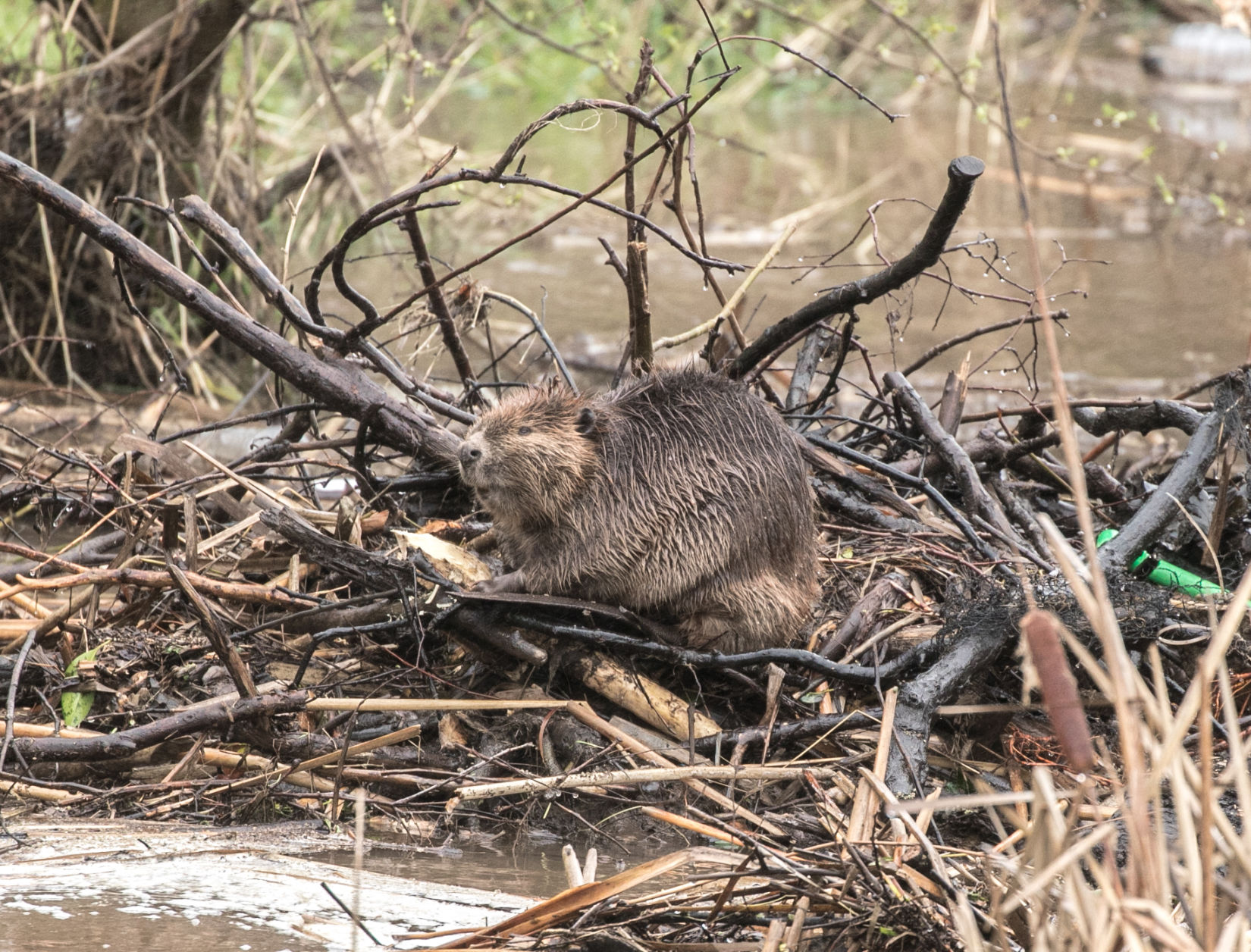 Beaver Lodge